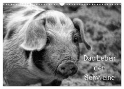 Das Leben der Schweine (Wandkalender 2026 DIN A3 quer), CALVENDO Monatskalender