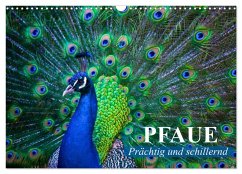 Pfaue. Prächtig und schillernd (Wandkalender 2026 DIN A3 quer), CALVENDO Monatskalender Pfaue. Prächtig und schillernd (Wandkalender 2026 DIN A3 quer), CALVENDO Monatskalender