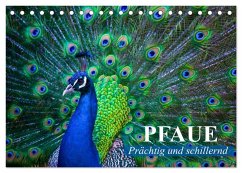 Pfaue. Prächtig und schillernd (Tischkalender 2026 DIN A5 quer), CALVENDO Monatskalender