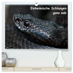 Einheimische Schlangen ganz nah (hochwertiger Premium Wandkalender 2026 DIN A2 quer), Kunstdruck in Hochglanz Einheimische Schlangen ganz nah (hochwertiger Premium Wandkalender 2026 DIN A2 quer), Kunstdruck in Hochglanz