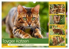 Toyger Katzen. Der exotische Mini-Tiger im Garten (Wandkalender 2026 DIN A3 quer), CALVENDO Monatskalender - Calvendo;Hurley, Rose