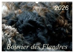 Bouvier des Flandres (Wandkalender 2026 DIN A3 quer), CALVENDO Monatskalender
