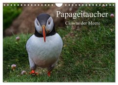 Papageitaucher Clowns der Meere (Wandkalender 2026 DIN A4 quer), CALVENDO Monatskalender