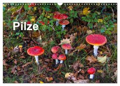 Pilze (Wandkalender 2026 DIN A3 quer), CALVENDO Monatskalender