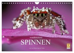 Cover Wunderschöne Spinnen (Wandkalender 2026 DIN A4 quer), CALVENDO Monatskalender