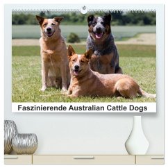 Faszinierende Australian Cattle Dogs (hochwertiger Premium Wandkalender 2026 DIN A2 quer), Kunstdruck in Hochglanz