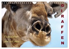 Giraffen - Faszination der Wildnis (Wandkalender 2026 DIN A4 quer), CALVENDO Monatskalender Giraffen - Faszination der Wildnis (Wandkalender 2026 DIN A4 quer), CALVENDO Monatskalender