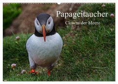 Papageitaucher Clowns der Meere (Wandkalender 2026 DIN A2 quer), CALVENDO Monatskalender