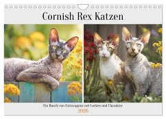 Cover Cornish Rex Katzen. Ein Hauch von Extravaganz mit Locken und Charakter (Wandkalender 2026 DIN A4 quer), CALVENDO Monatskalender