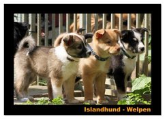 Islandhund - Welpen / CH-Version (Wandkalender 2026 DIN A3 quer), CALVENDO Monatskalender Islandhund - Welpen / CH-Version (Wandkalender 2026 DIN A3 quer), CALVENDO Monatskalender