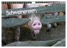 Schweinereien (Wandkalender 2026 DIN A4... - Bild 1