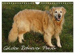Golden Retriever Power (Wandkalender 2026 DIN A4 quer), CALVENDO Monatskalender Golden Retriever Power (Wandkalender 2026 DIN A4 quer), CALVENDO Monatskalender