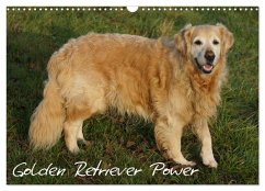 Golden Retriever Power (Wandkalender 2026 DIN A3 quer), CALVENDO Monatskalender Golden Retriever Power (Wandkalender 2026 DIN A3 quer), CALVENDO Monatskalender