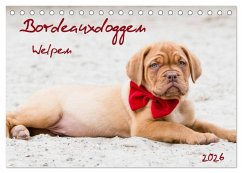 Bordeauxdoggen Welpen (Tischkalender 2026 DIN A5 quer), CALVENDO Monatskalender Bordeauxdoggen Welpen (Tischkalender 2026 DIN A5 quer), CALVENDO Monatskalender