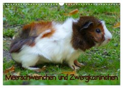 Meerschweinchen und Zwergkaninchen (Wandkalender 2026 DIN A3 quer), CALVENDO Monatskalender Meerschweinchen und Zwergkaninchen (Wandkalender 2026 DIN A3 quer), CALVENDO Monatskalender