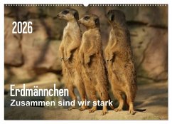 Erdmännchen - Zusammen sind wir stark (Wandkalender 2026 DIN A2 quer), CALVENDO Monatskalender Erdmännchen - Zusammen sind wir stark (Wandkalender 2026 DIN A2 quer), CALVENDO Monatskalender