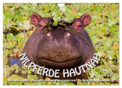 Emotionale Momente: Nilpferde hautnah (Wandkalender 2026 DIN A4 quer), CALVENDO Monatskalender Emotionale Momente: Nilpferde hautnah (Wandkalender 2026 DIN A4 quer), CALVENDO Monatskalender
