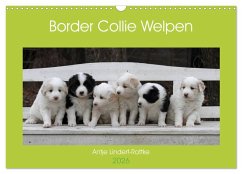 Border Collie Welpen (Wandkalender 2026 DIN A3 quer), CALVENDO Monatskalender Border Collie Welpen (Wandkalender 2026 DIN A3 quer), CALVENDO Monatskalender