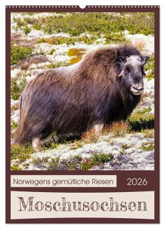 Moschusochsen - Norwegens gemütliche Riesen (Wandkalender 2026 DIN A2 hoch), CALVENDO Monatskalender Moschusochsen - Norwegens gemütliche Riesen (Wandkalender 2026 DIN A2 hoch), CALVENDO Monatskalender