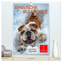 Englische Bulldogge - sanfter Kumpel (hochwertiger Premium Wandkalender 2026 DIN A2 hoch), Kunstdruck in Hochglanz