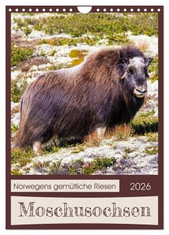 Moschusochsen - Norwegens gemütliche Riesen (Wandkalender 2026 DIN A4 hoch), CALVENDO Monatskalender Moschusochsen - Norwegens gemütliche Riesen (Wandkalender 2026 DIN A4 hoch), CALVENDO Monatskalender