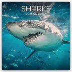 Sharks - Haie 2026 - 16-Monatskalender Sharks - Haie 2026 - 16-Monatskalender