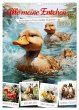 Alle meine Entchen (Wandkalender 2026... - Bild 1