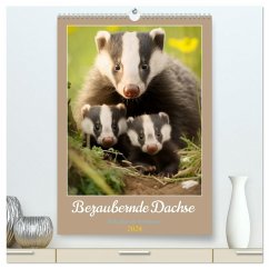 Bezaubernde Dachse (hochwertiger Premium Wandkalender 2026 DIN A2 hoch), Kunstdruck in Hochglanz