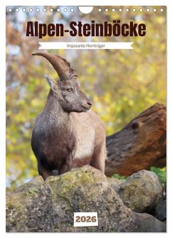 Cover Alpen-Steinböcke, imposante Hornträger (Wandkalender 2026 DIN A4 hoch), CALVENDO Monatskalender