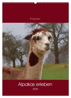 Cover Alpakas erleben (Wandkalender 2026 DIN A2 hoch), CALVENDO Monatskalender