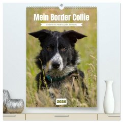 Cover Mein Border Collie (hochwertiger Premium Wandkalender 2026 DIN A2 hoch), Kunstdruck in Hochglanz