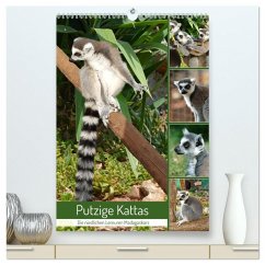 Cover Putzige Kattas (hochwertiger Premium Wandkalender 2026 DIN A2 hoch), Kunstdruck in Hochglanz