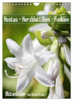 Hostas Herzblattlilien Funkien (Wandkalender 2026 DIN A4 hoch), CALVENDO Monatskalender Hostas Herzblattlilien Funkien (Wandkalender 2026 DIN A4 hoch), CALVENDO Monatskalender