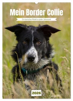 Mein Border Collie (Wandkalender 2026 DIN A2 hoch), CALVENDO Monatskalender Cover Mein Border Collie (Wandkalender 2026 DIN A2 hoch), CALVENDO Monatskalender