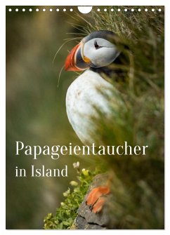 Papageientaucher in Island (Wandkalender 2026 DIN A4 hoch), CALVENDO Monatskalender