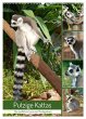Putzige Kattas (Wandkalender 2026 DIN... - Bild 1