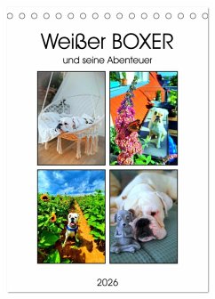 Weißer BOXER (Tischkalender 2026 DIN A5 hoch), CALVENDO Monatskalender