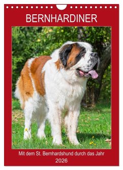 Bernhardiner - Mit dem St. Bernhardshund durch das Jahr (Wandkalender 2026 DIN A4 hoch), CALVENDO Monatskalender