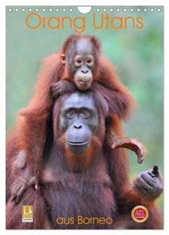 Orang Utans aus Borneo (Wandkalender 2026 DIN A4 hoch), CALVENDO Monatskalender Orang Utans aus Borneo (Wandkalender 2026 DIN A4 hoch), CALVENDO Monatskalender