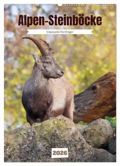 Cover Alpen-Steinböcke, imposante Hornträger (Wandkalender 2026 DIN A2 hoch), CALVENDO Monatskalender