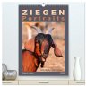 Ziegenportraits (hochwertiger Premium... - Bild 1