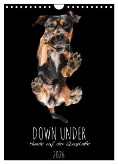 Down Under - Hunde auf der Glasplatte (Wandkalender 2026 DIN A4 hoch), CALVENDO Monatskalender