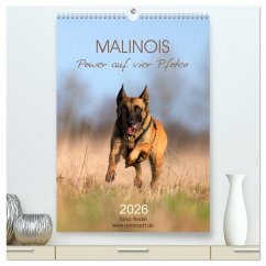 Malinois Power auf vier Pfoten (hochwertiger Premium Wandkalender 2026 DIN A2 hoch), Kunstdruck in Hochglanz Malinois Power auf vier Pfoten (hochwertiger Premium Wandkalender 2026 DIN A2 hoch), Kunstdruck in Hochglanz