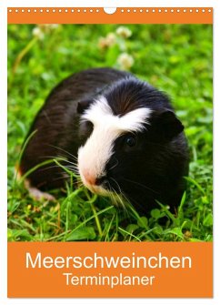 Meerschweinchen Terminplaner (Wandkalender 2026 DIN A3 hoch), CALVENDO Monatskalender Meerschweinchen Terminplaner (Wandkalender 2026 DIN A3 hoch), CALVENDO Monatskalender