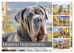 Mastino Napoletano. Die gelassenen Molosser mit antiken Vorfahren (Wandkalender 2026 DIN A2 quer), CALVENDO Monatskalender