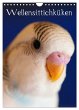 Wellensittichküken (Wandkalender 2026... - Bild 1
