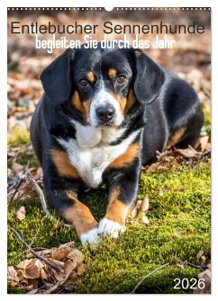 Entlebucher Sennenhunde begleiten Sie durch das Jahr (Wandkalender 2026 DIN A2 hoch), CALVENDO Monatskalender Entlebucher Sennenhunde begleiten Sie durch das Jahr (Wandkalender 2026 DIN A2 hoch), CALVENDO Monatskalender