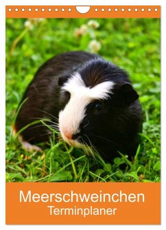 Meerschweinchen Terminplaner (Wandkalender 2026 DIN A4 hoch), CALVENDO Monatskalender