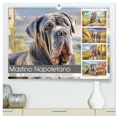 Mastino Napoletano. Die gelassenen Molosser mit antiken Vorfahren (hochwertiger Premium Wandkalender 2026 DIN A2 quer), Kunstdruck in Hochglanz