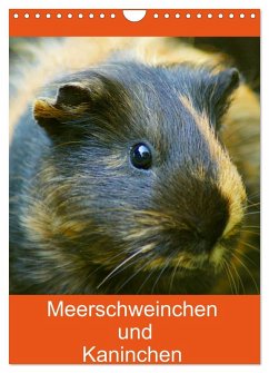 Meerschweinchen und Kaninchen Familienplaner (Wandkalender 2026 DIN A4 hoch), CALVENDO Monatskalender